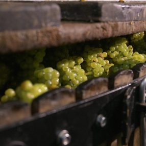 Wiston Estate - Award Winning English Sparkling Wine