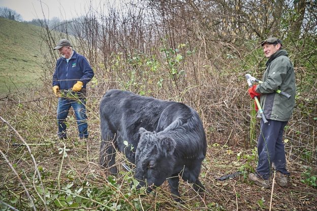 Conservation Volunteers clearing invasive scrub, SDS, on the Wiston Estate, West Sussex, South Downs National Park