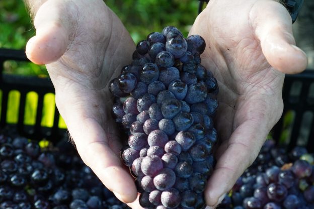 Pinot Noir grapes at Wiston Estate