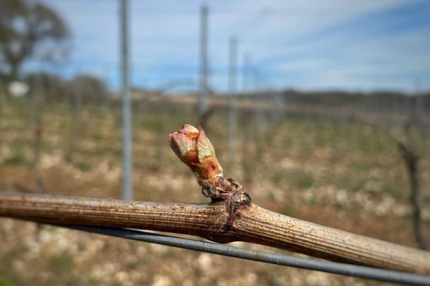Budburst at Wiston Estate, South Downs in West Sussex for English Sparkling Wine. Wine making, Vineyards