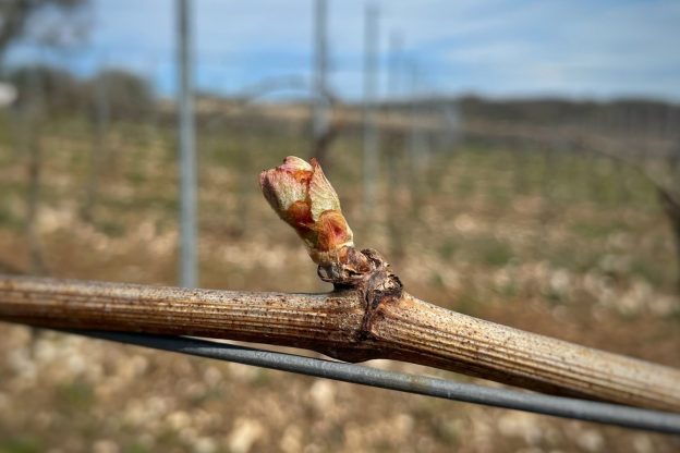 Spring Update from the Vineyard