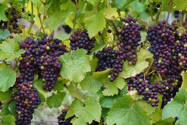 Veraison at Wiston Estate, West Sussex. English Sparkling Wine grapes. Pinot Noir 