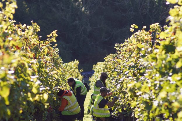 Harvest for English Sparkling Wine at Wiston Estate, West Sussex. The heart of the South Downs in West Sussex.