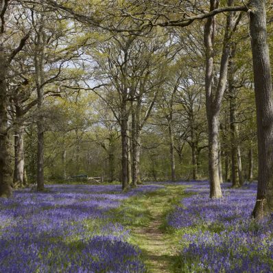 Bluebells & Bubbles Capite Woods