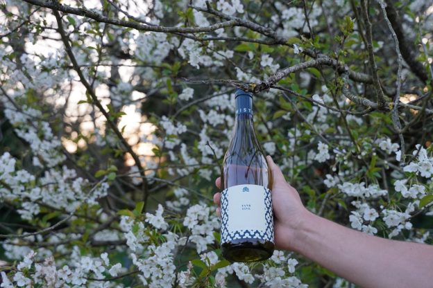 Pinot Gris Grapes- English Still wine