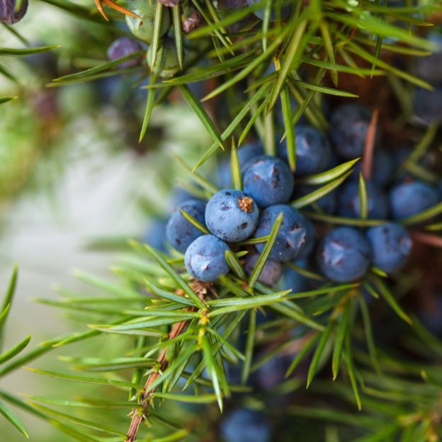 Canva Stock image. Wiston Estate Gin, made in Sussex, botanical
