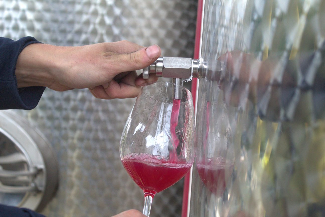 Wiston Pinot Noir Harvest