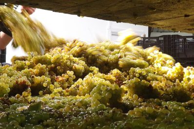 Winery Harvest Tour – Behind the Scenes