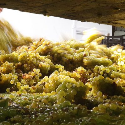 Winery Harvest Tour – Behind the Scenes