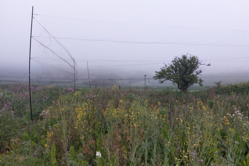 Chalk Grassland, Wiston Estate