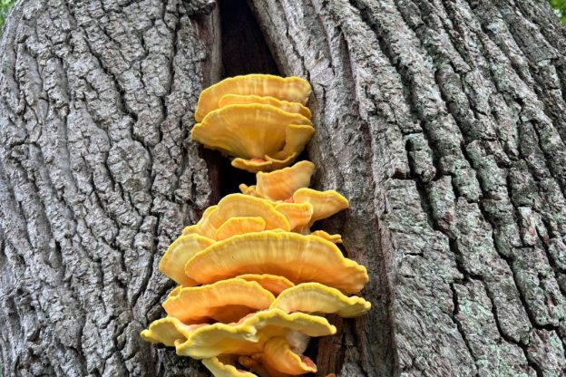 Fantastic Fungi of Wiston: Autumn’s Hidden Treasures
