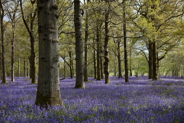 Bluebell season is upon us!