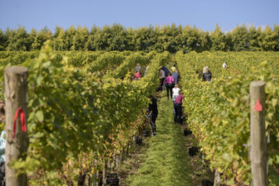 Harvest Picking Days at Wiston Estate