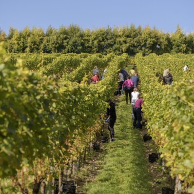 Harvest Picking Days at Wiston Estate