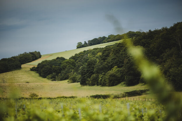 Wiston Estate in the South Downs, Sussex