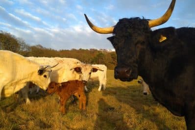 Supplier Spotlight – Danefold Farms White Park Beef