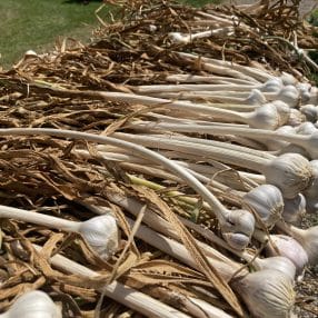 Garlic drying in the sunshine
