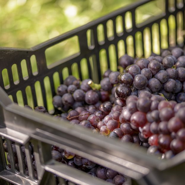 Pinot Noir at Wiston Estate